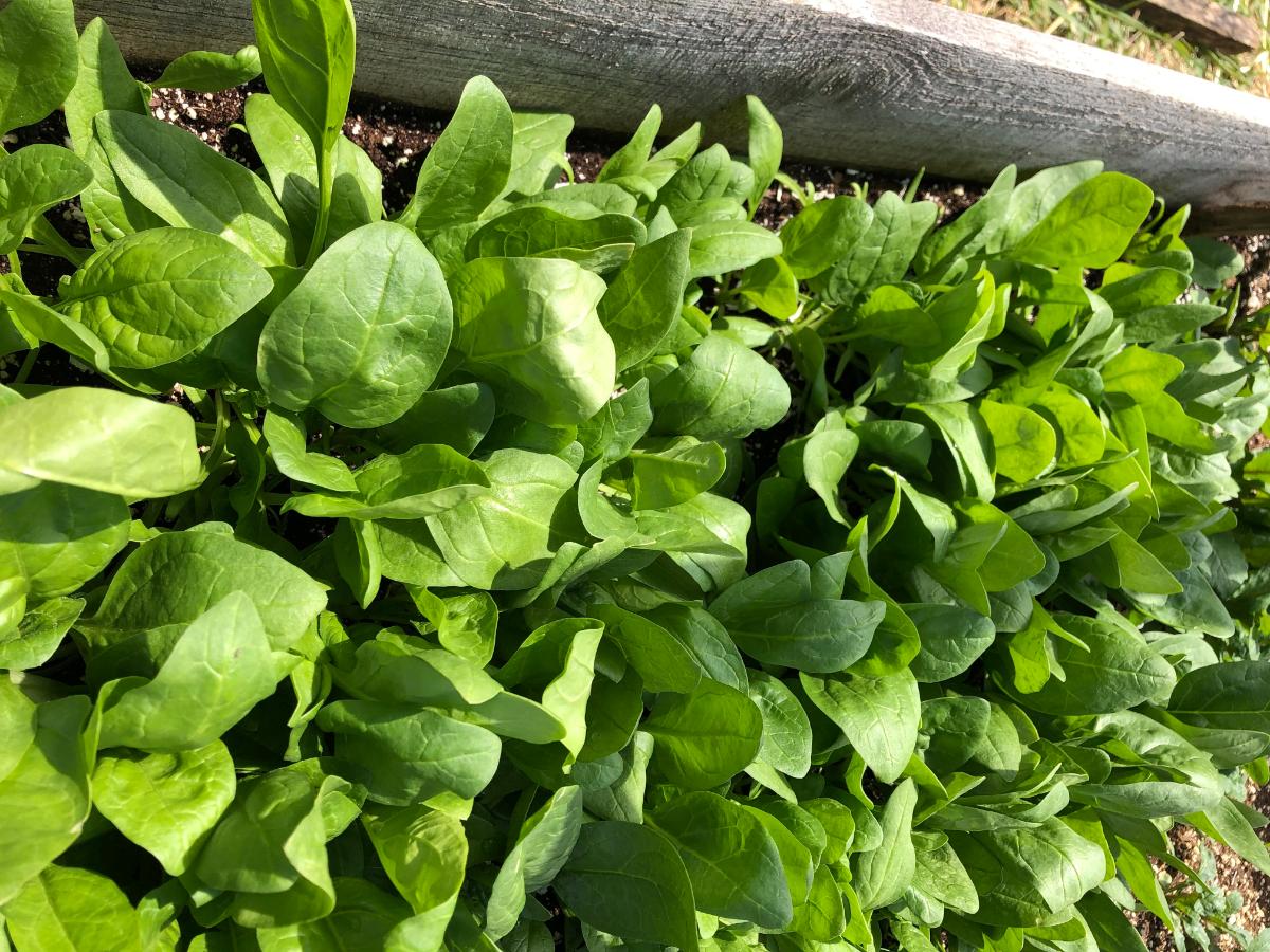 Baby spinach