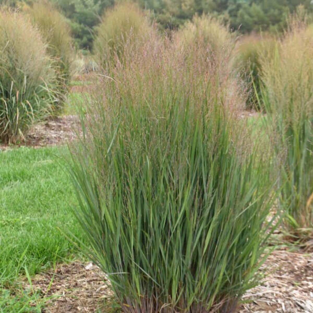 Compact Switchgrass