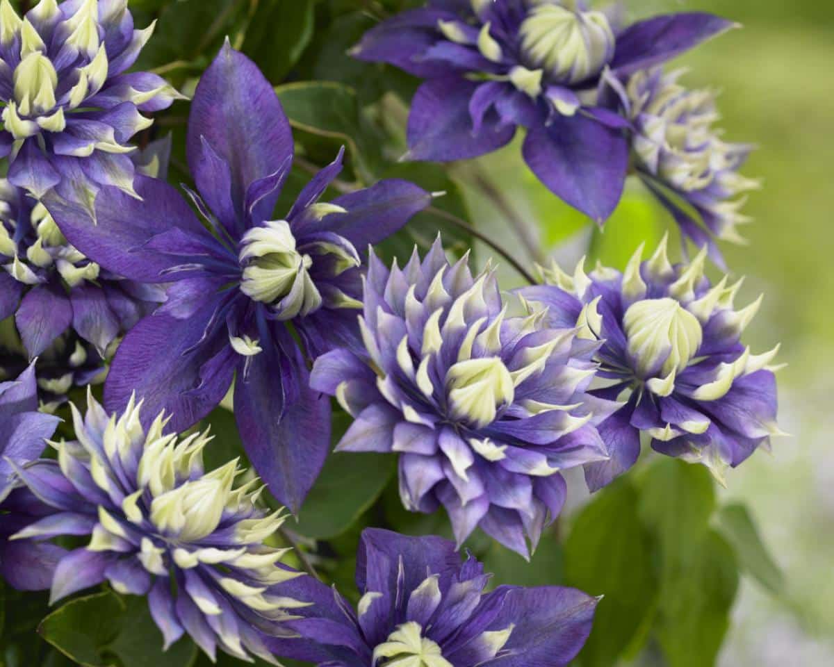 Taiga double clematis flowers