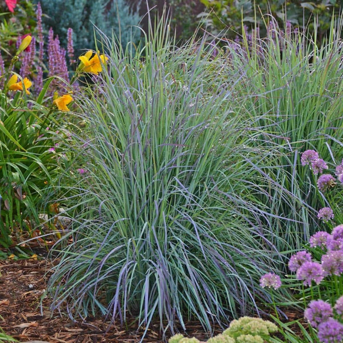 Little Bluestem