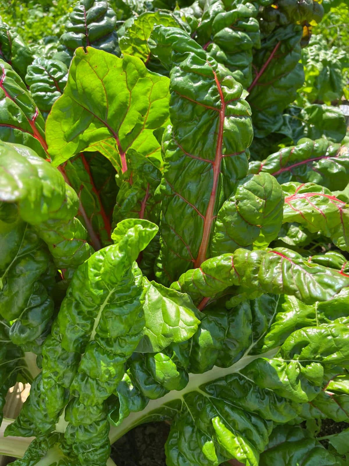 Swiss chard for making super green powder