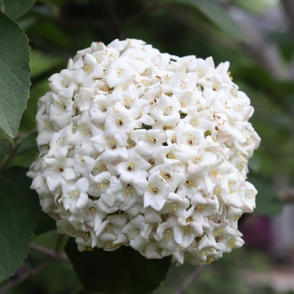 Spice Cowboy viburnum