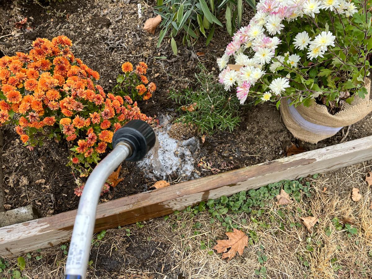 Watering perennials planted in the fall 