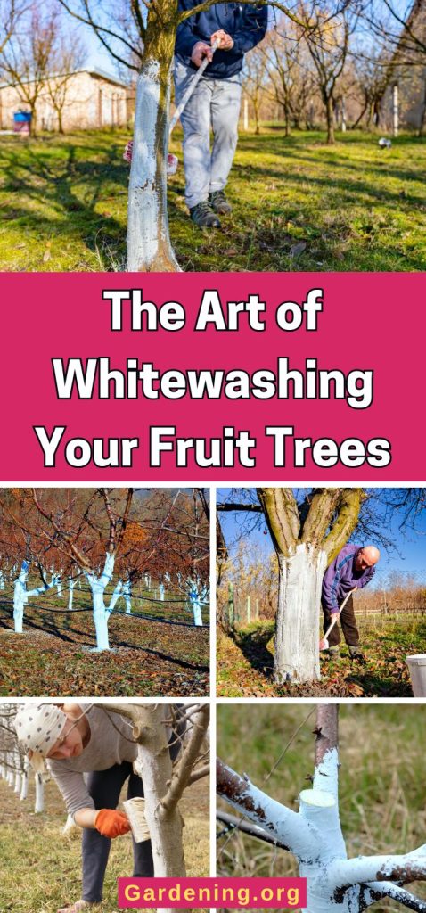 The Art of Whitewashing Your Fruit Trees pinterest image