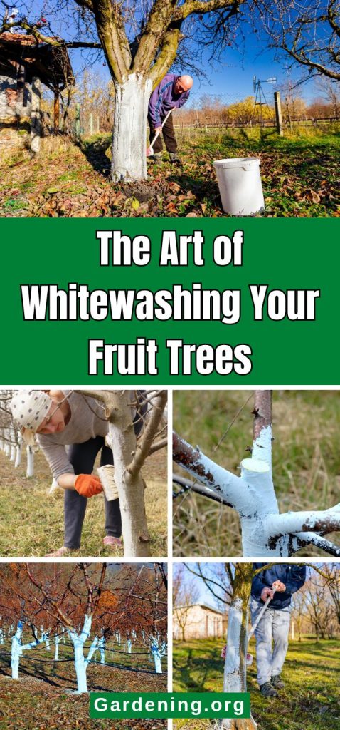 The Art of Whitewashing Your Fruit Trees pinterest image