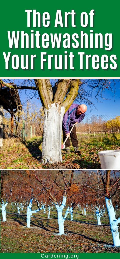 The Art of Whitewashing Your Fruit Trees pinterest image