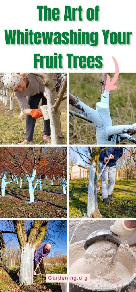 The Art of Whitewashing Your Fruit Trees pinterest image