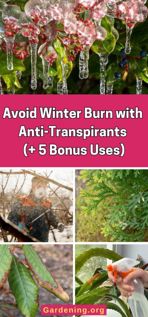 Avoid Winter Burn with Anti-Transpirants (+ 5 Bonus Uses) pinterest image