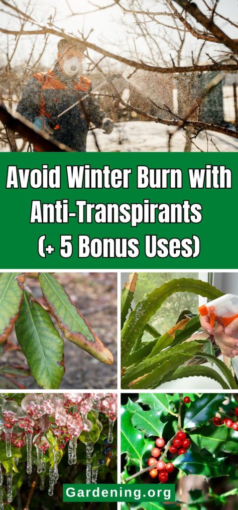 Avoid Winter Burn with Anti-Transpirants (+ 5 Bonus Uses) pinterest image