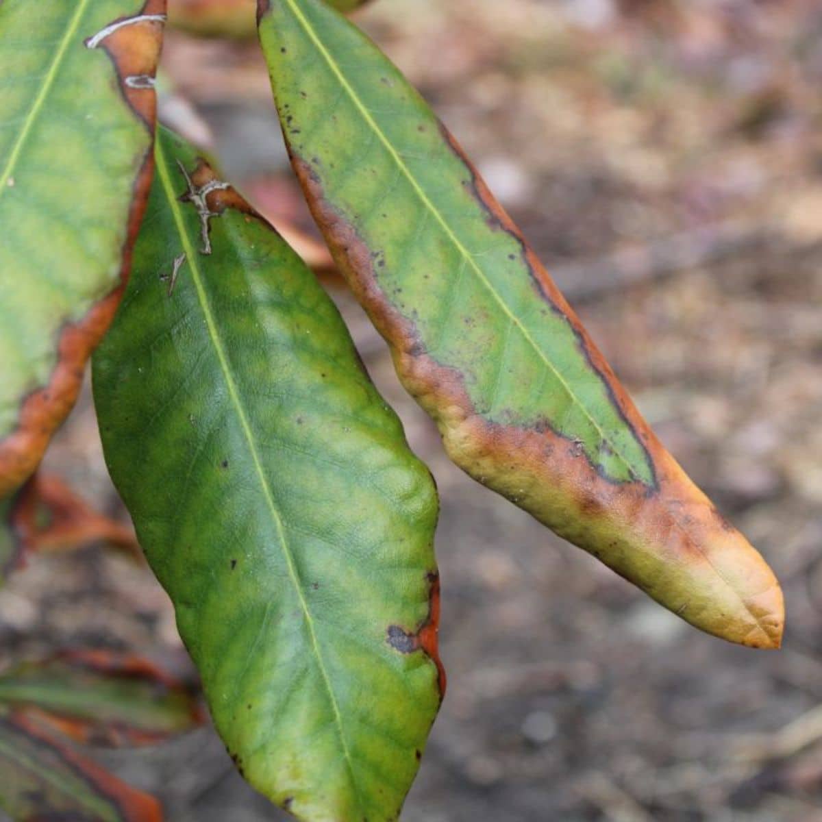 Damaged leaves of Nova Zembla rhododendron by winter weather.