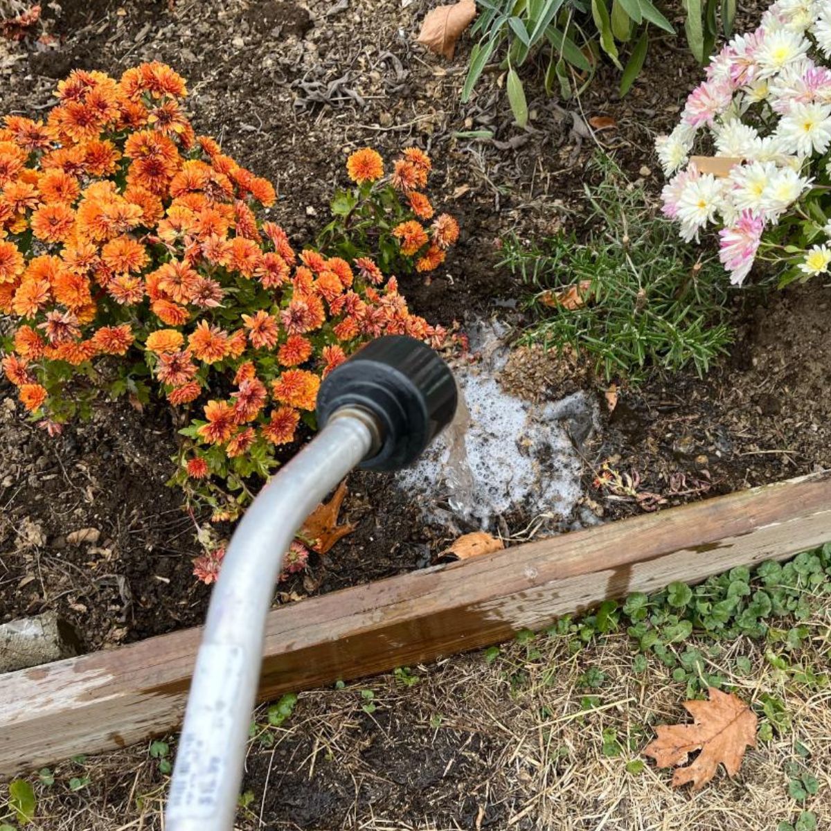 Watering garden plants in late fall.