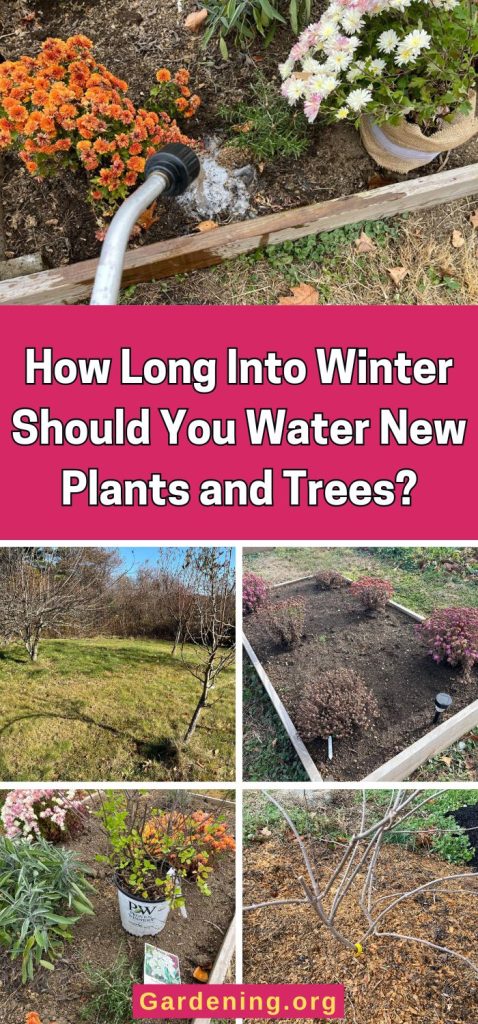 How Long Into Winter Should You Water New Plants and Trees? pinterest image