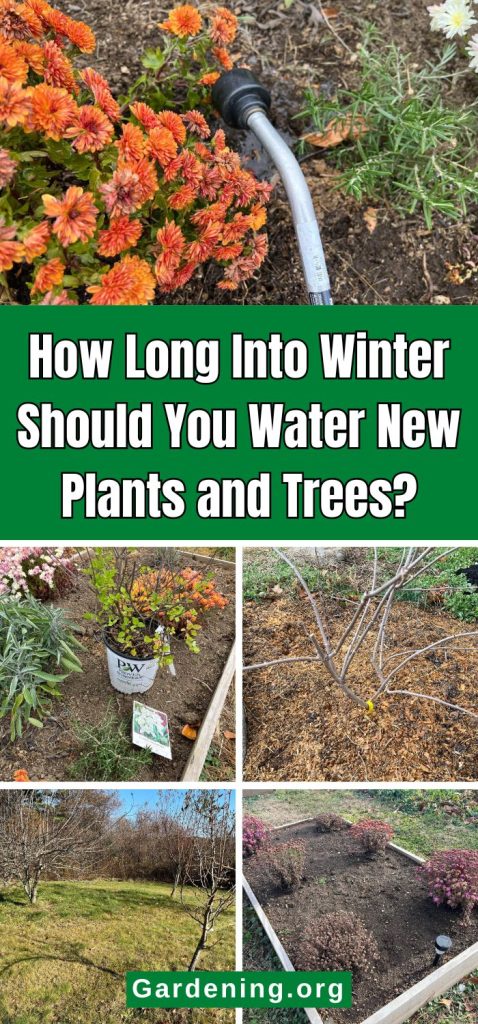 How Long Into Winter Should You Water New Plants and Trees? pinterest image