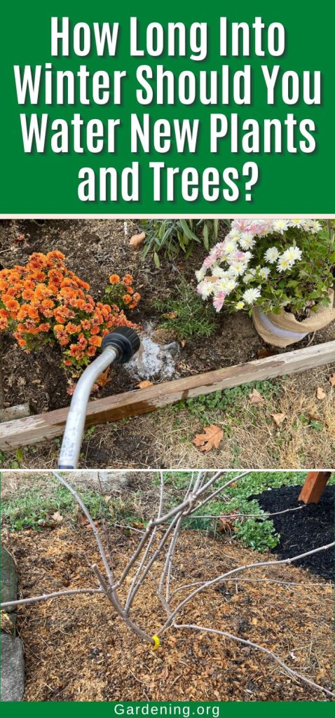 How Long Into Winter Should You Water New Plants and Trees? pinterest image