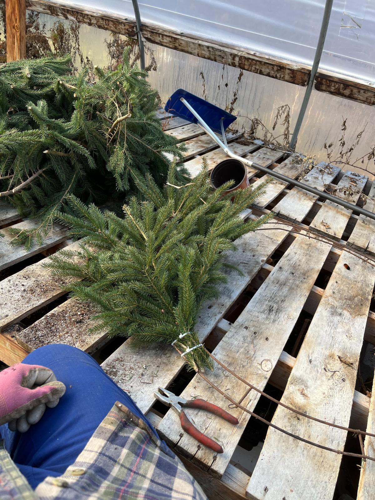 Making a Christmas wreath with tree trimmings