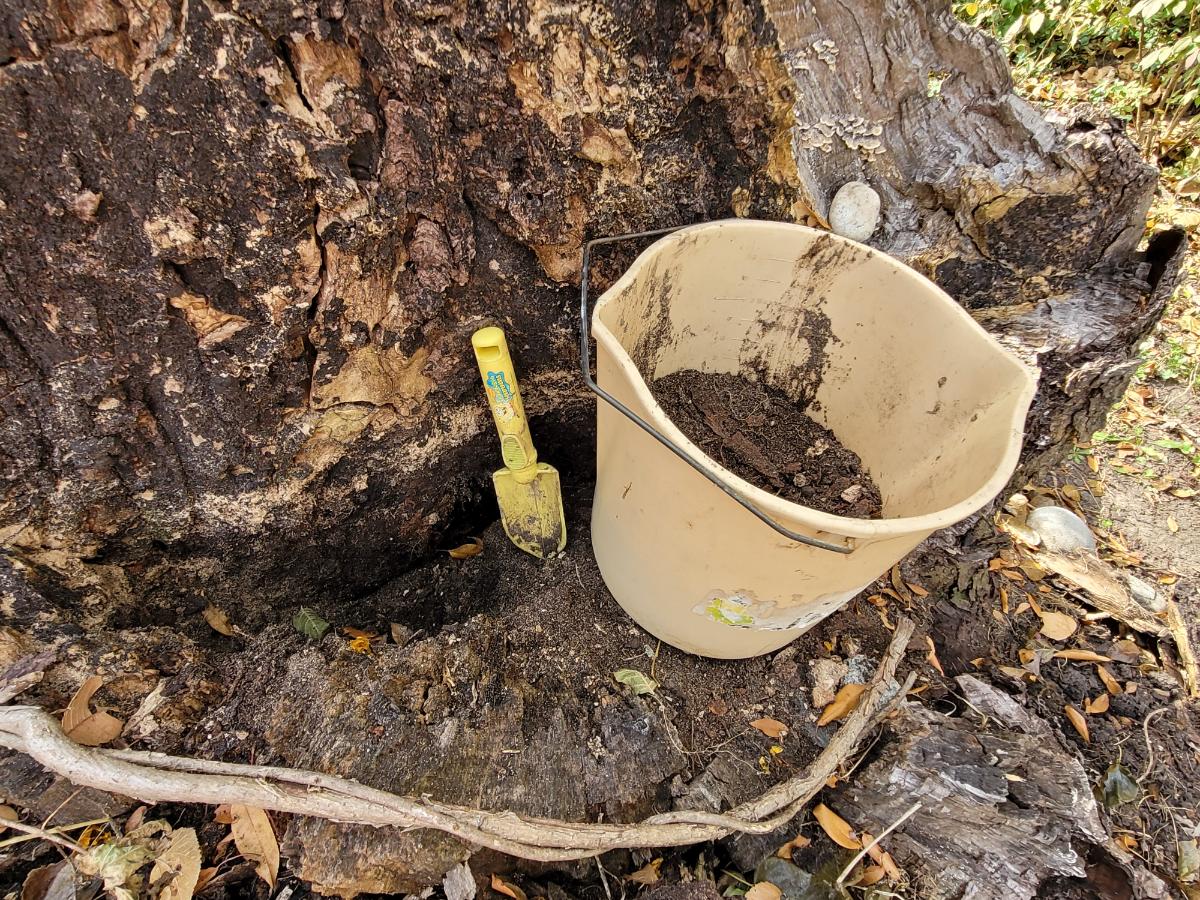 Wood broken down into compost