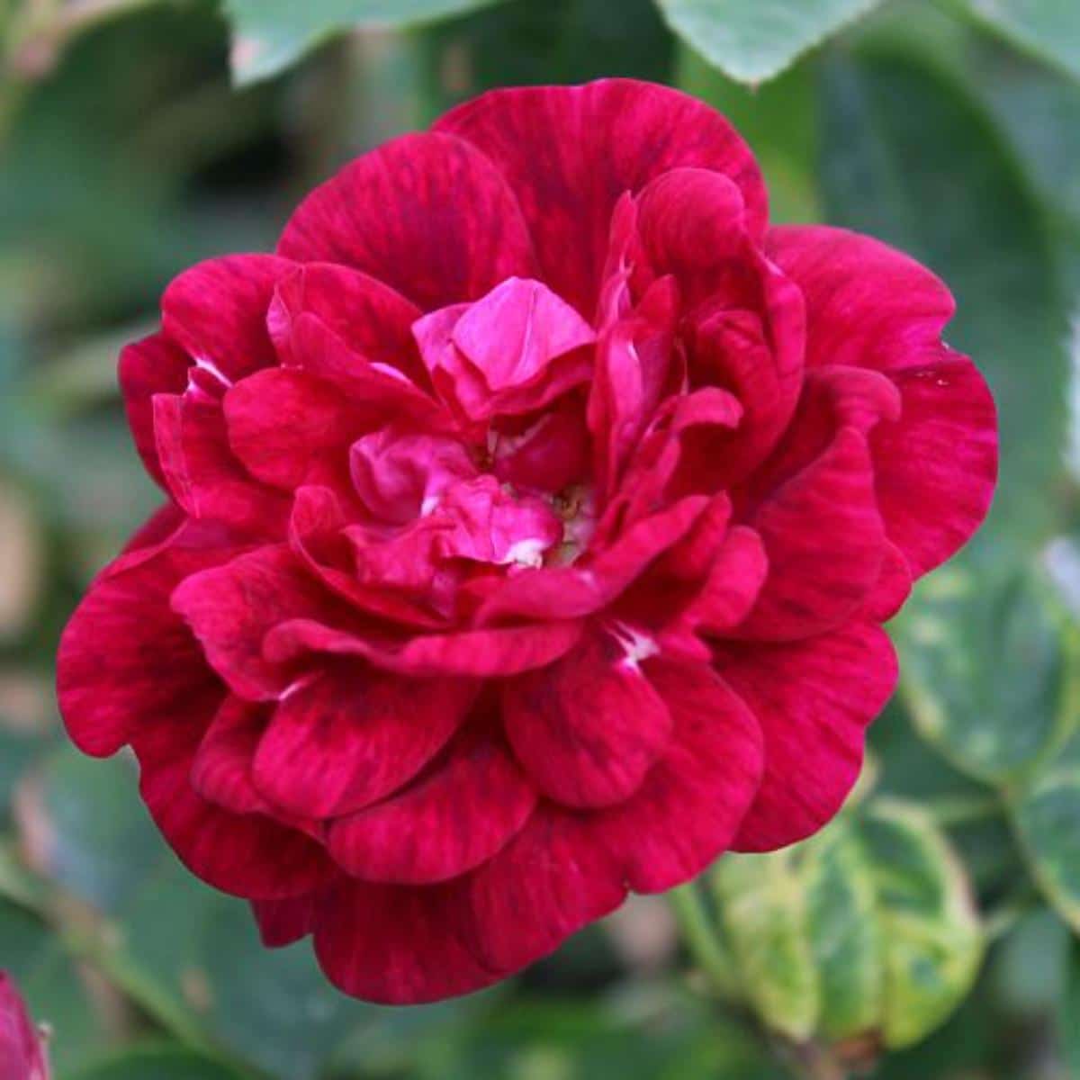 Alice Flores hybrid China rose