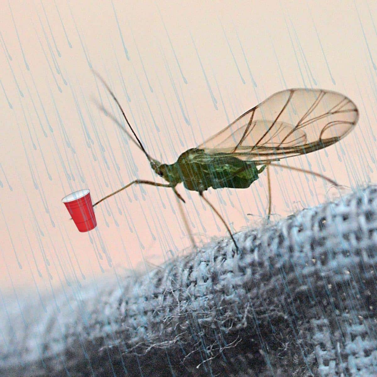 Aphid holding a drinking cup