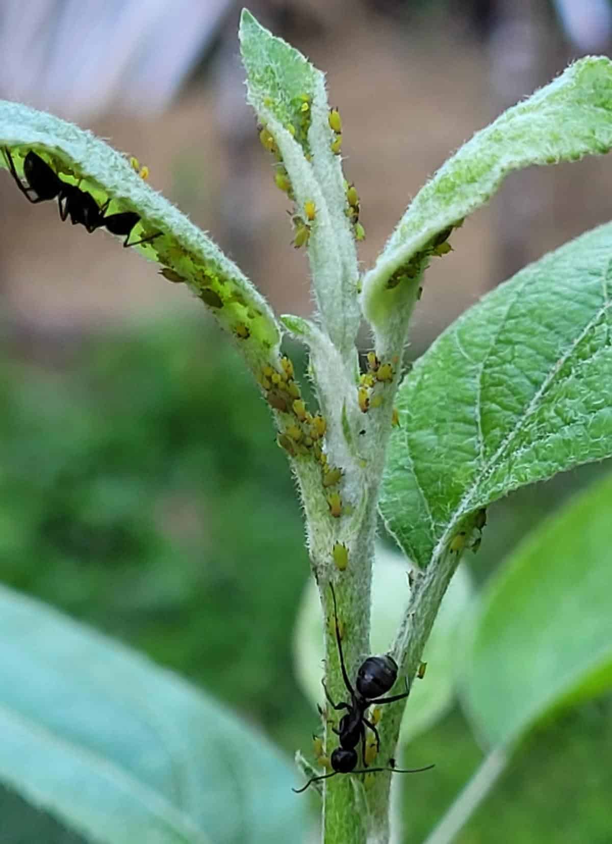 Ants farming aphids for honeydew