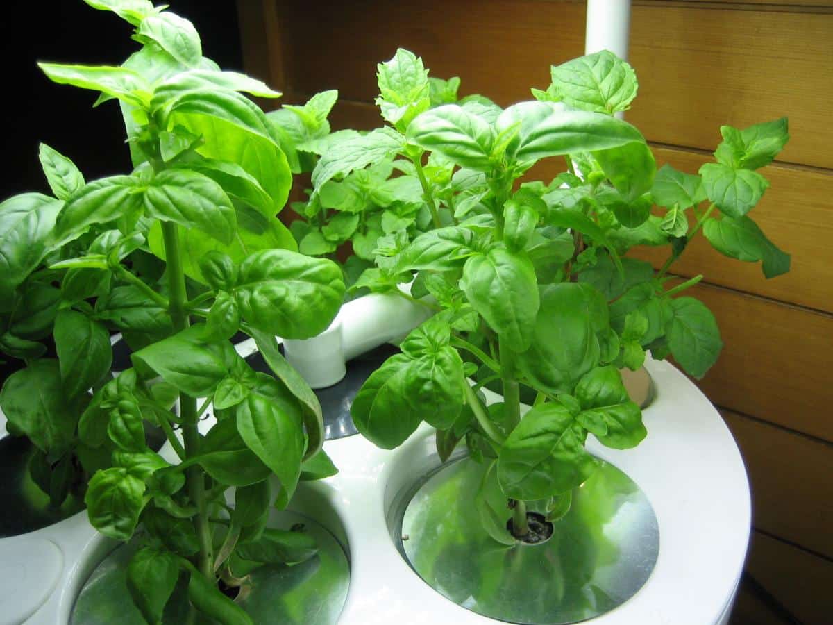 Herbs growing in a countertop garden unit