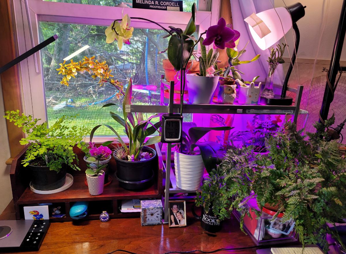 Indoor plants under grow lights