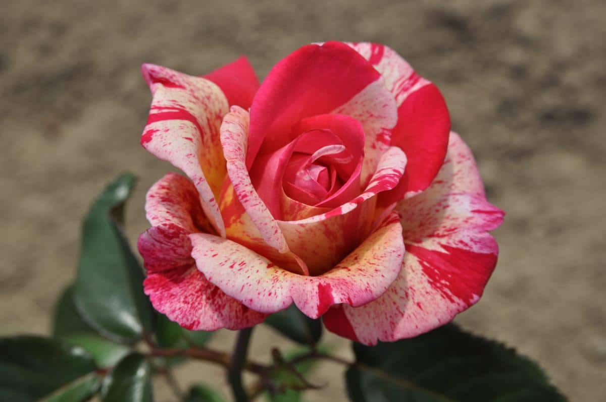 Broceliande striped rose