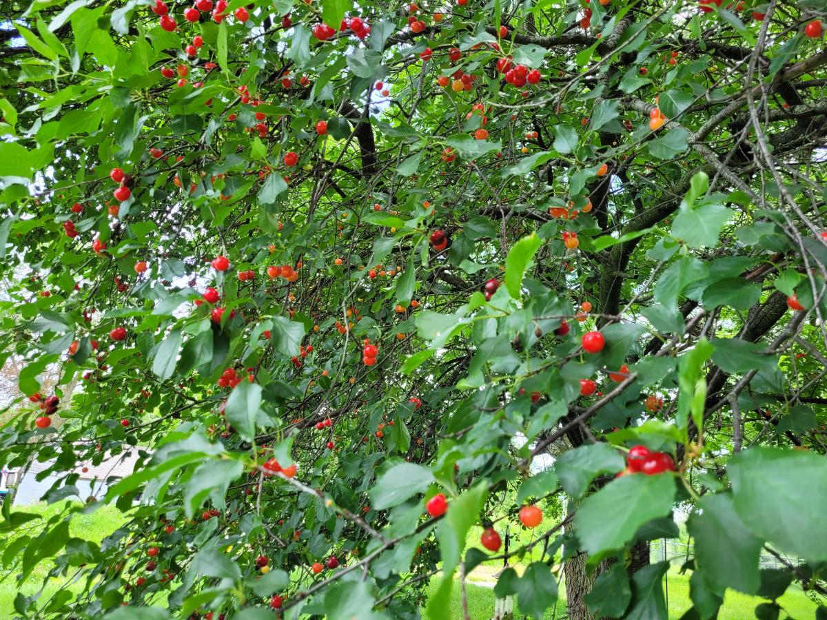 Cherries on a cherry tree