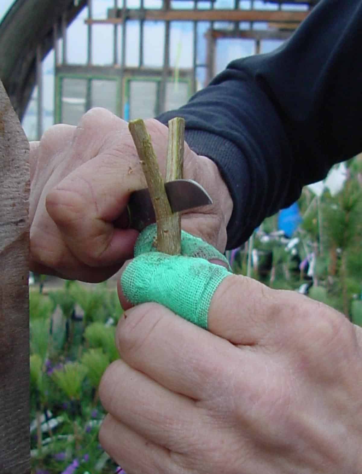 Cutting a graft into root stock