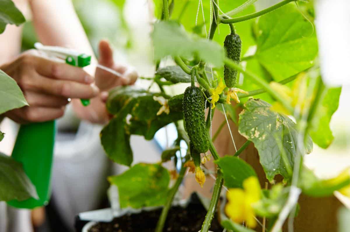 Cucumbers growing indoors