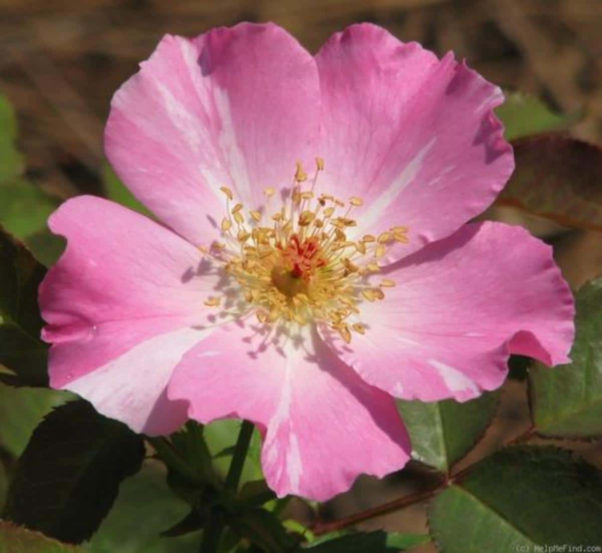 Deanna Krause rose