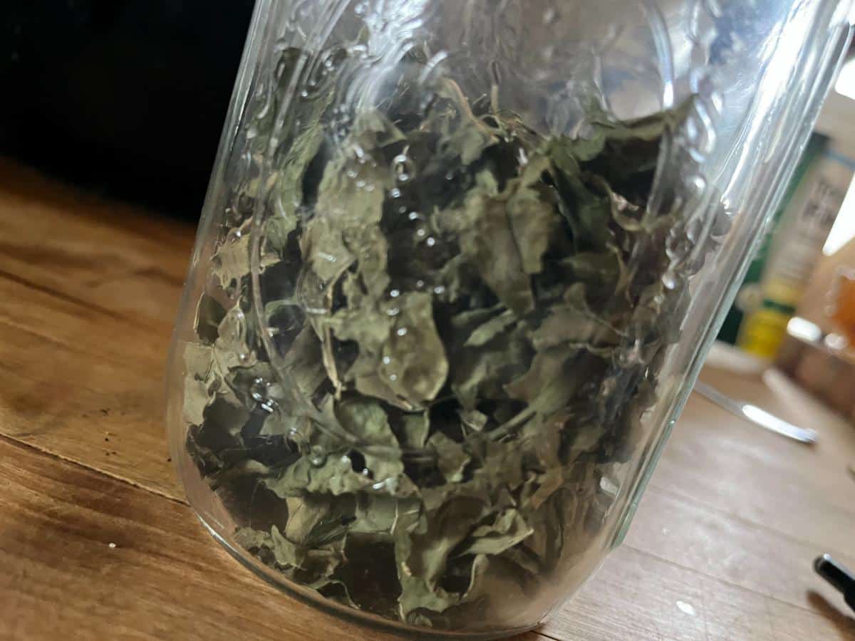 Dried kale in a jar