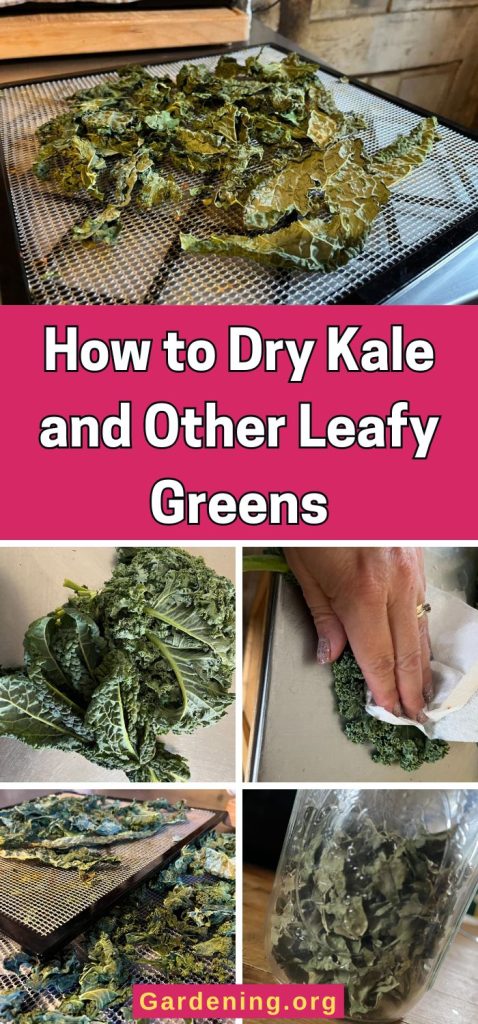 How to Dry Kale and Other Leafy Greens pinterest image