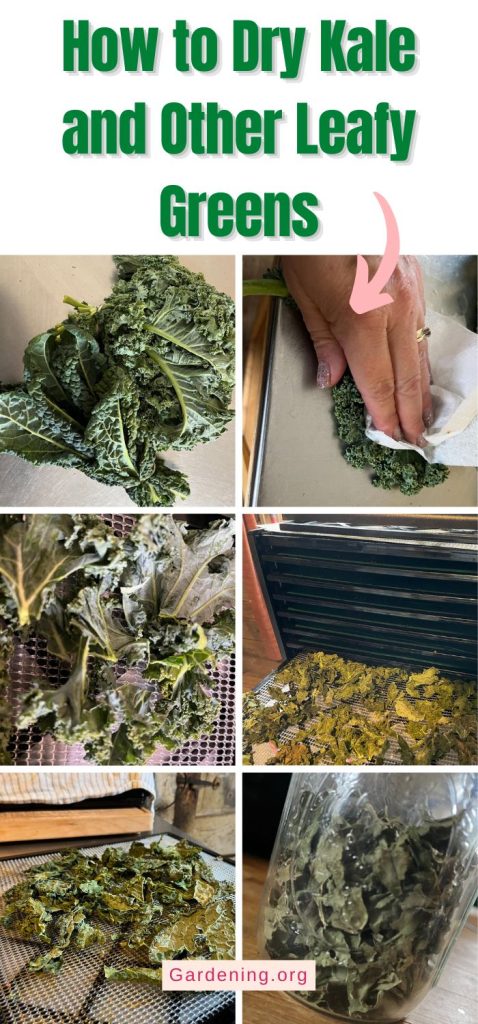 How to Dry Kale and Other Leafy Greens pinterest image