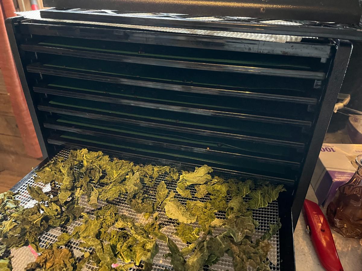 Kale in a home dehydrator