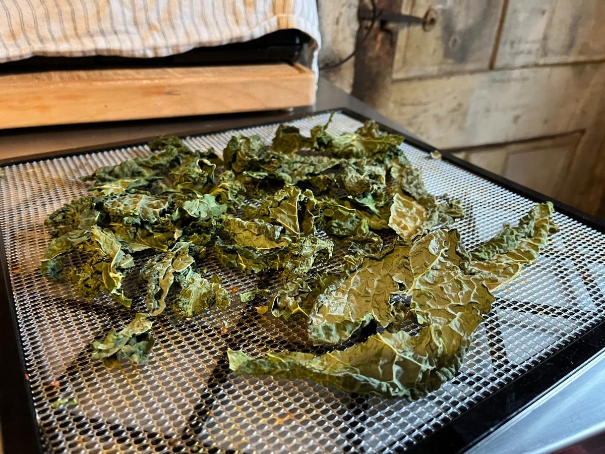 Dried kale on a dehydrator tray