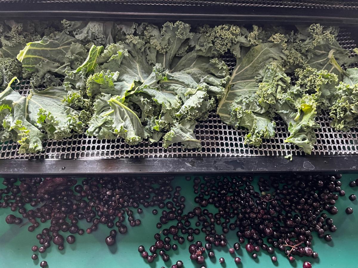 Kale and elderberries in a dehydrator