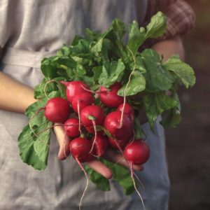 A gardener is holding freshly harvested radishes,