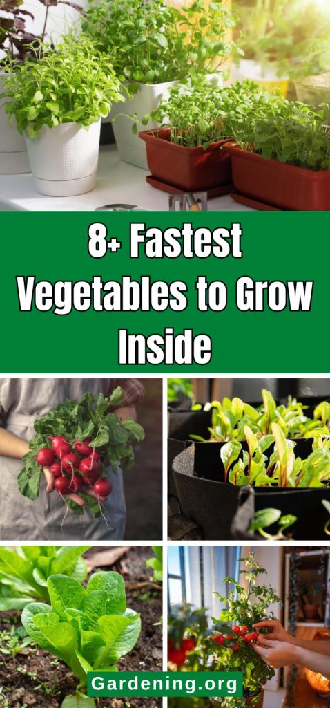 8+ Fastest Vegetables to Grow Inside pinterest image