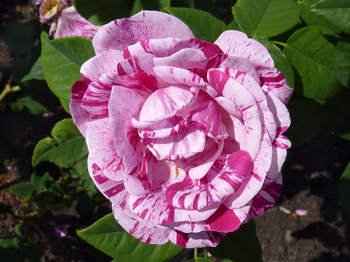 Ferdinand Pichard hybrid rose