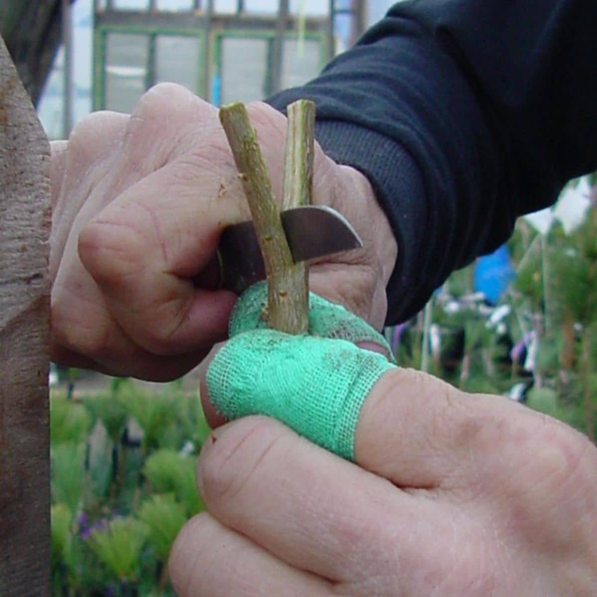 A gardener is grating a scion with a knife.