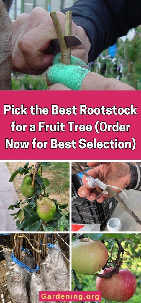 Pick the Best Rootstock for a Fruit Tree (Order Now for Best Selection) pinterest image