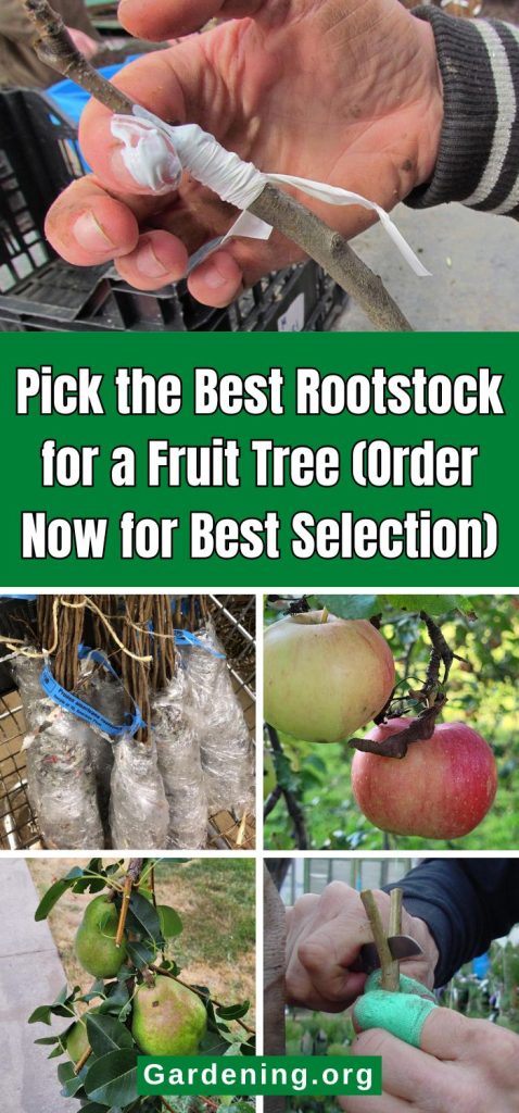 Pick the Best Rootstock for a Fruit Tree (Order Now for Best Selection) pinterest image