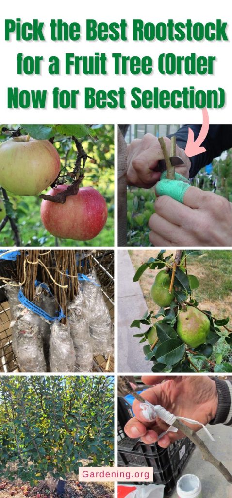 Pick the Best Rootstock for a Fruit Tree (Order Now for Best Selection) pinterest image