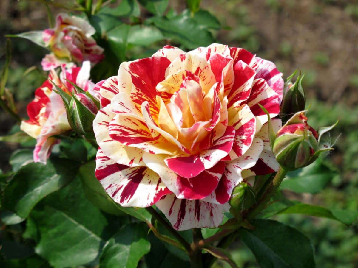 George Burns rose.