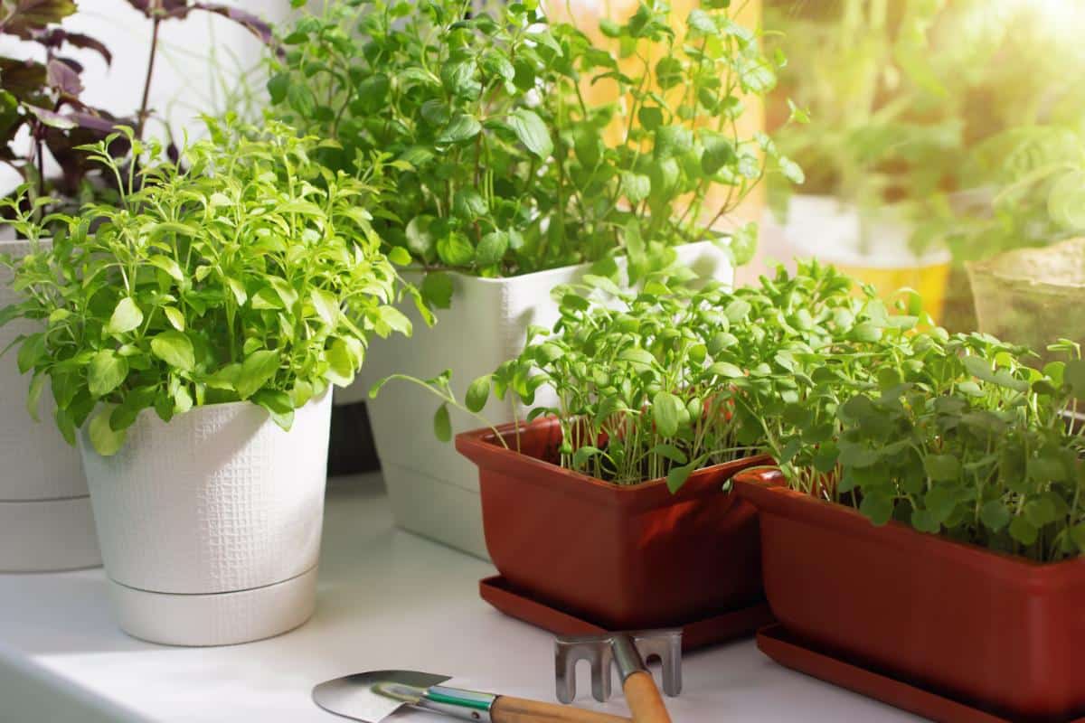 Microgreens growing inside