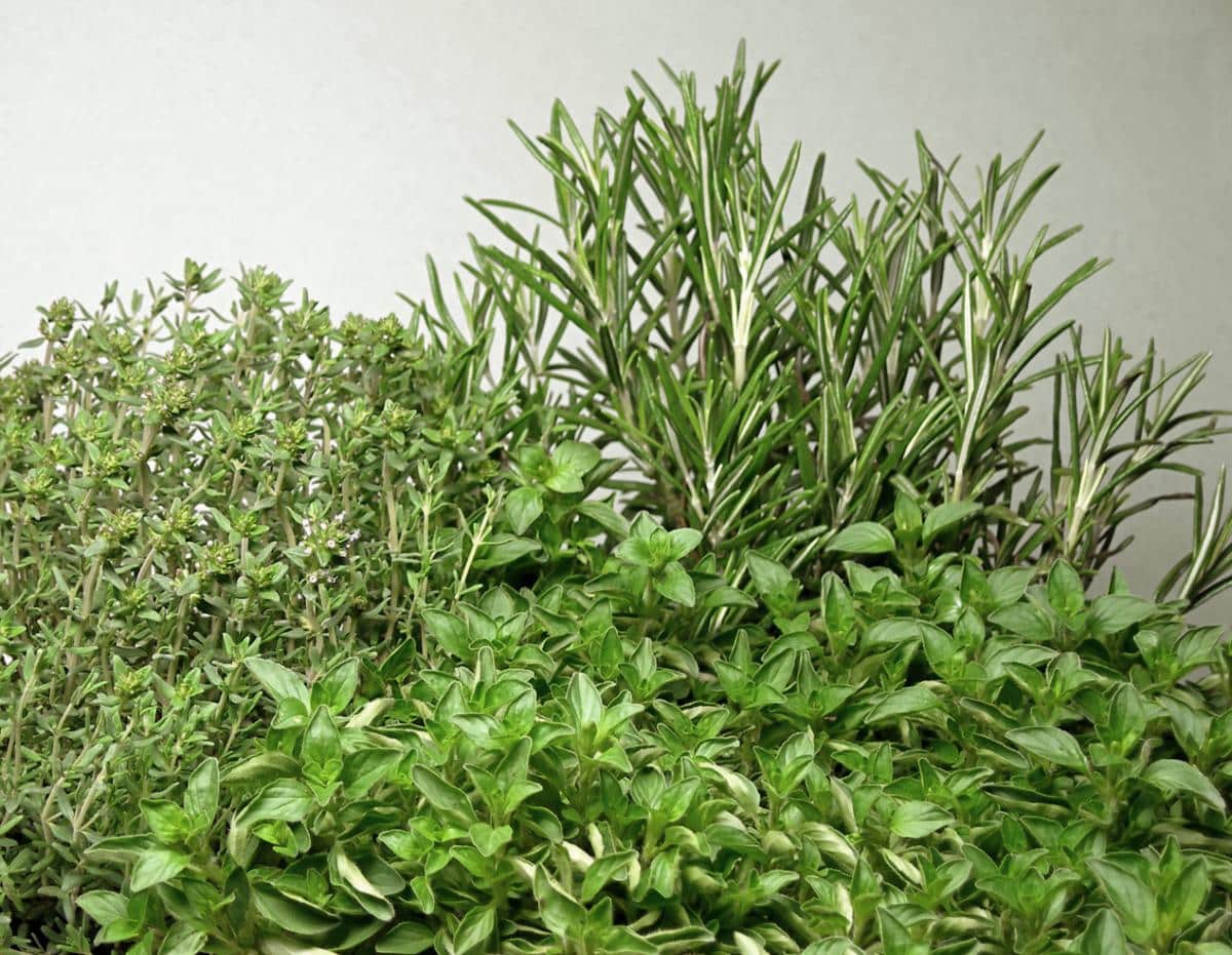 Indoor herb plants