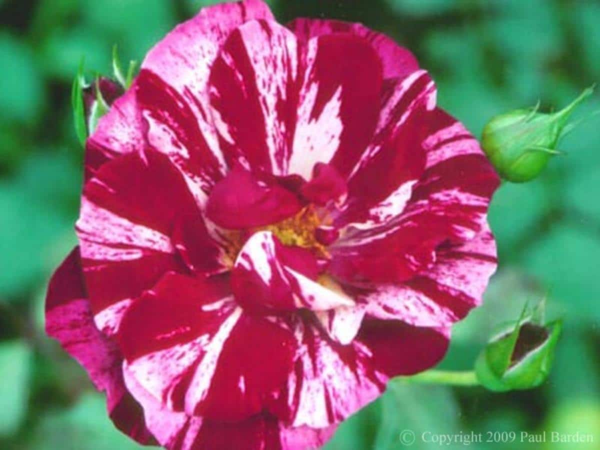 Striped mini hurdy gurdy rose