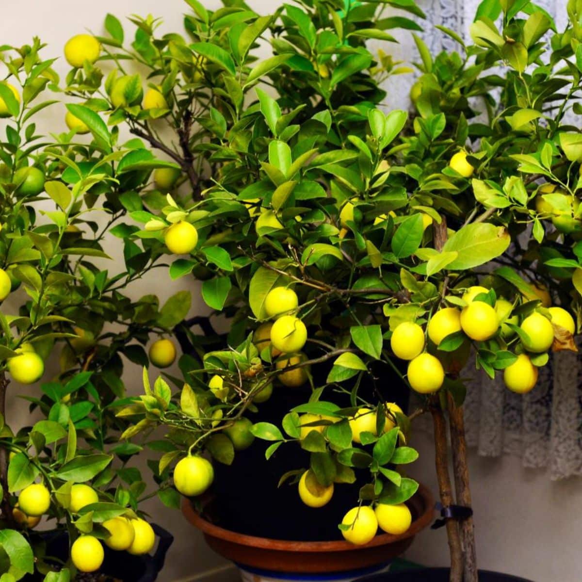 Citrus tree growing in a pot indoor.