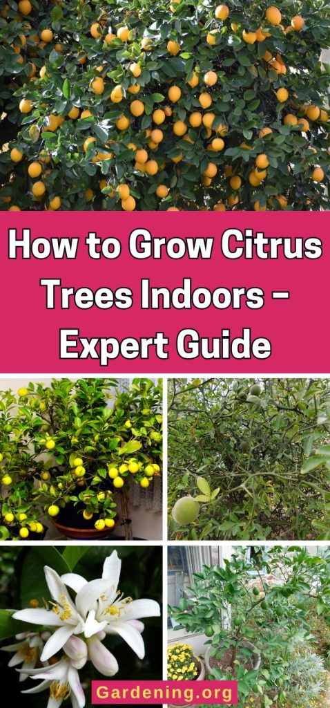 How to Grow Citrus Trees Indoors – Expert Guide pinterest image