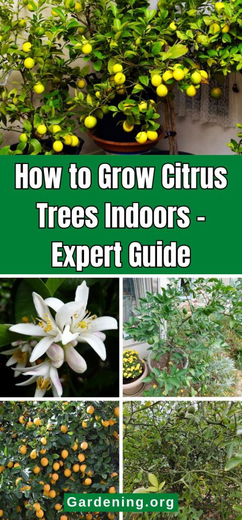 How to Grow Citrus Trees Indoors – Expert Guide pinterest image